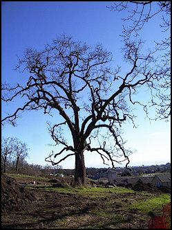 Doomed Oak - Photo: Fraser Sidaway-Wolf