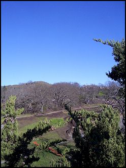 Christmas Hill as see from the top of the Monterey Cypress - Photo: Fraser Sidaway-Wolf
